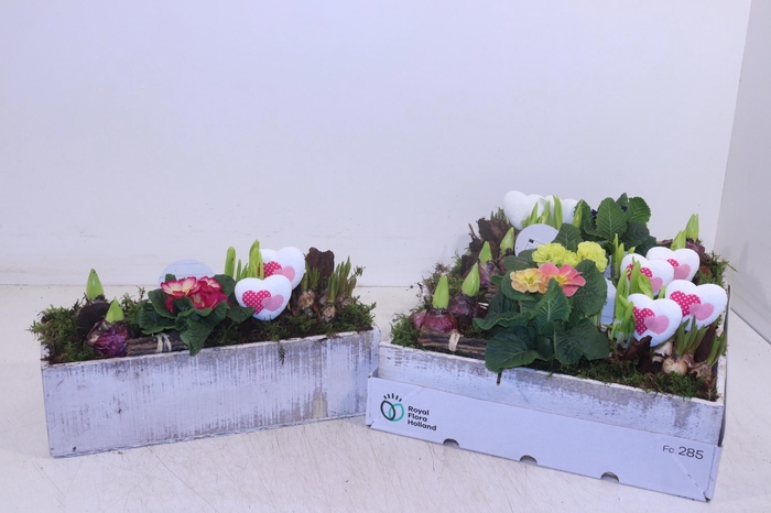 <h4>ARR TUINPLANTEN</h4>