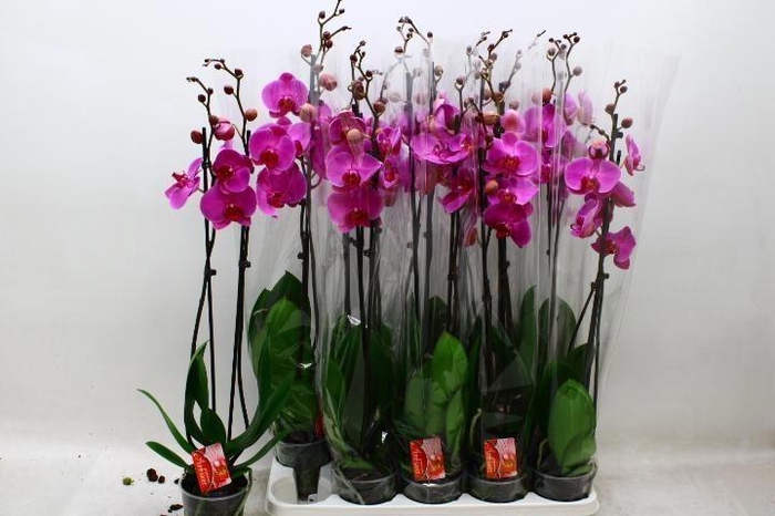 <h4>PHAL OV PAARS</h4>