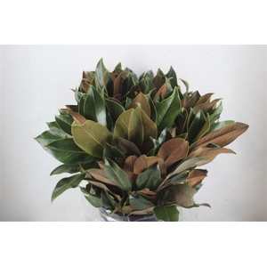 Magnolia P Bunch