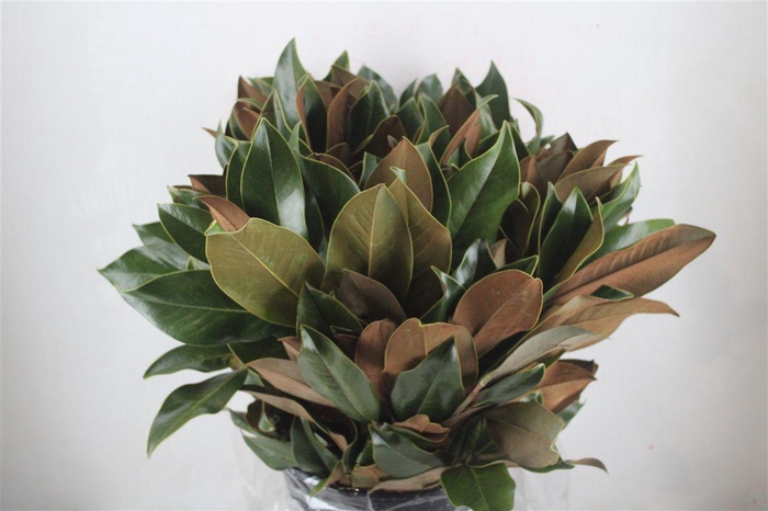 <h4>Magnolia P Bunch</h4>