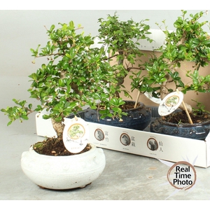 BONSAI GEM