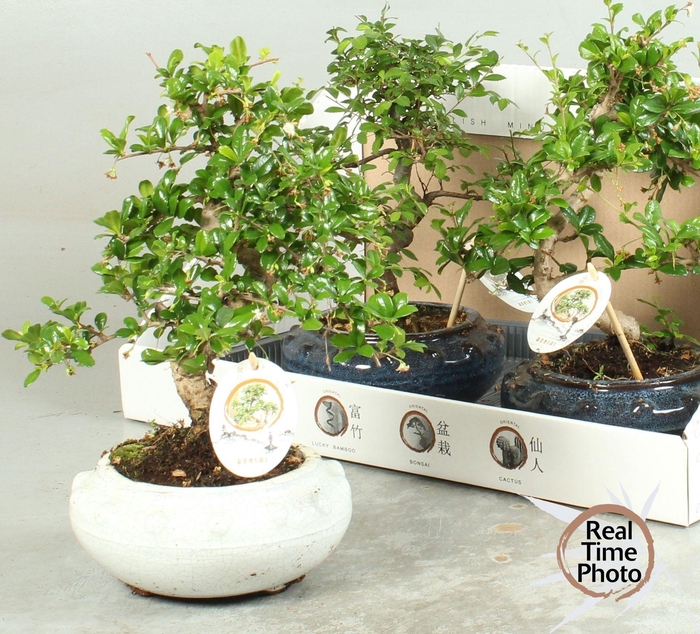 <h4>BONSAI GEM</h4>