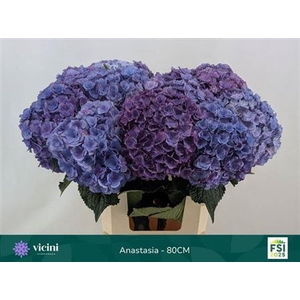 Hydr M Royal Anastasia Bl