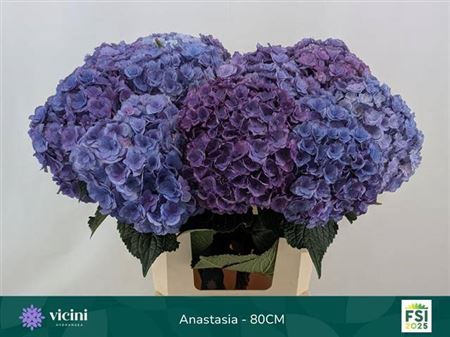 <h4>Hydr M Royal Anastasia Bl</h4>