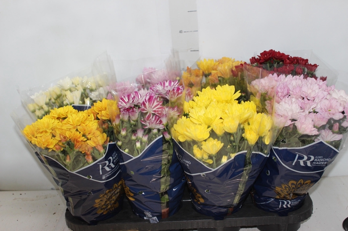 <h4>CRISANTEMO MINI P13</h4>