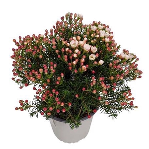 Waxflower Maya Bush