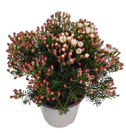 <h4>Waxflower Maya Bush</h4>