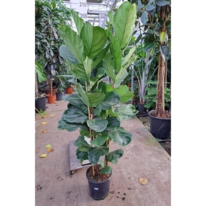 Ficus lyrata