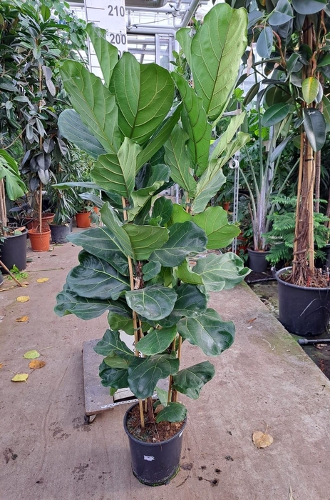 <h4>Ficus lyrata</h4>