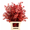 Euc. Cinerea Preserved Red