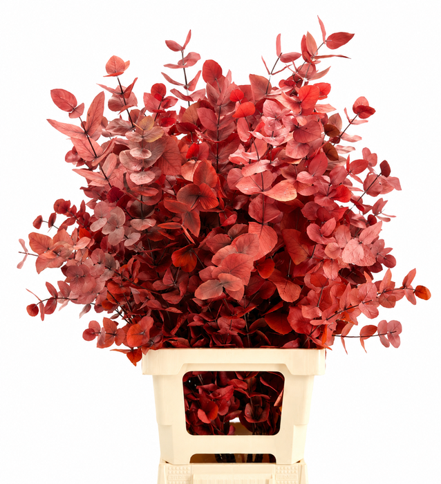 Euc. Cinerea Preserved Red