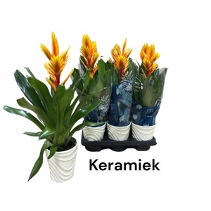 VRIES INTENSO FLAME