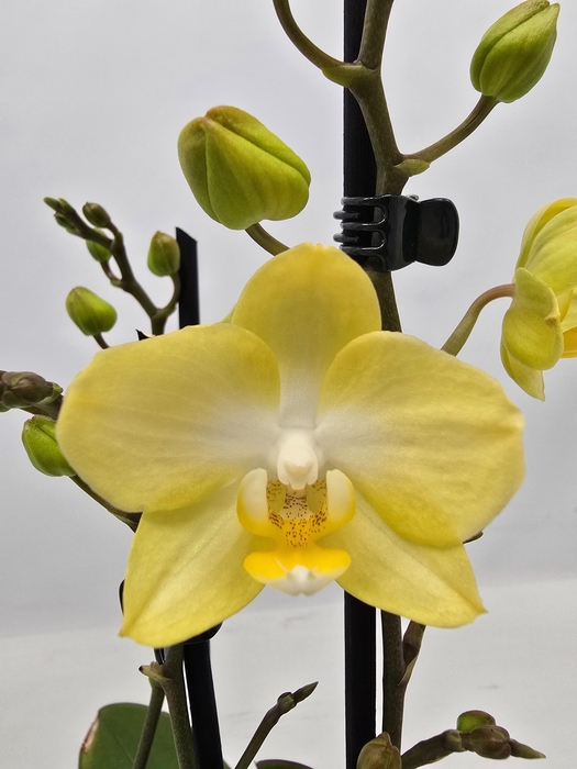 <h4>Limited 09 week 9</h4>