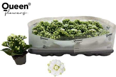 <h4>Kal Ge Rf Greta</h4>