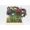 Anemone Mistral Plus Rainbow Mix