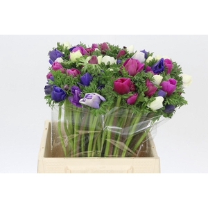 Anemone Mistral Plus Rainbow Mix