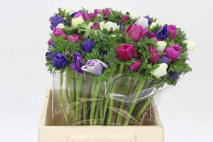 <h4>Anemone Mistral Plus Rainbow Mix</h4>