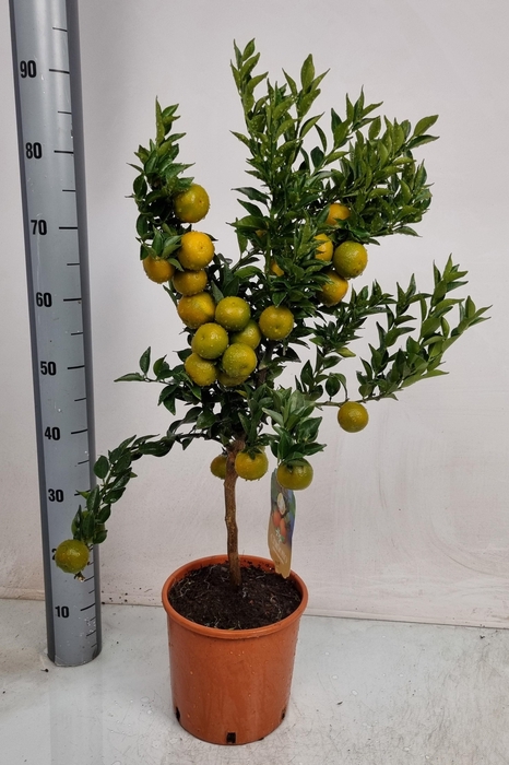 <h4>CITR AU CHINOTTO</h4>