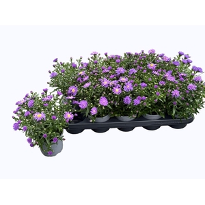 ASTER NB HENR I BLUE