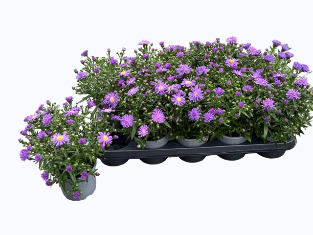 <h4>ASTER NB HENR I BLUE</h4>
