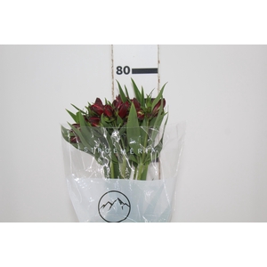 ALSTROEMERIA BAHIA 080 CM