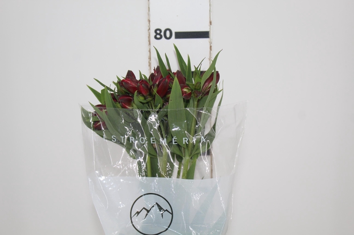 <h4>ALSTROEMERIA BAHIA 080 CM</h4>