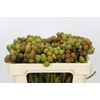 Kaaps Groen Baubles