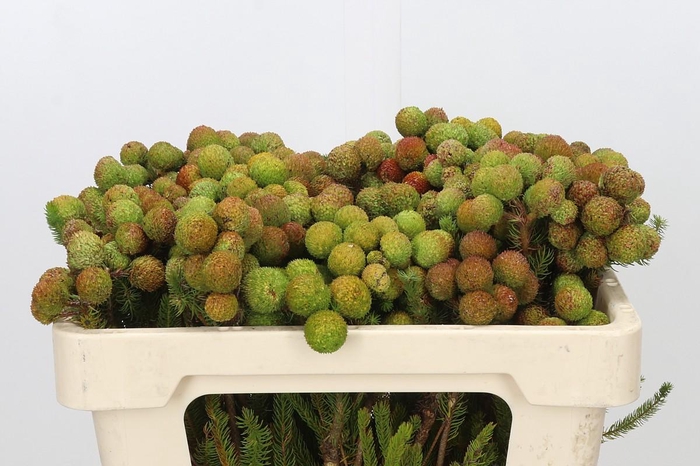 Kaaps Groen Baubles