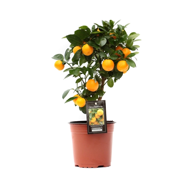 <h4>Citrus Calamondin</h4>