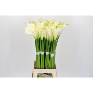 Zantedeschia Eydolls White
