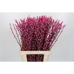 Salix Caprea Snow Flake P. Pink