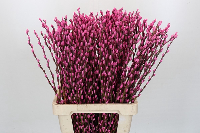 <h4>Salix Caprea Snow Flake P. Pink</h4>