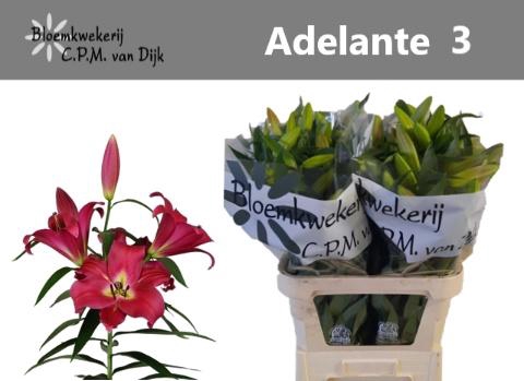 <h4>LI OT ADELANTE</h4>