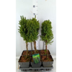 Picea glauca 'Perfecta'