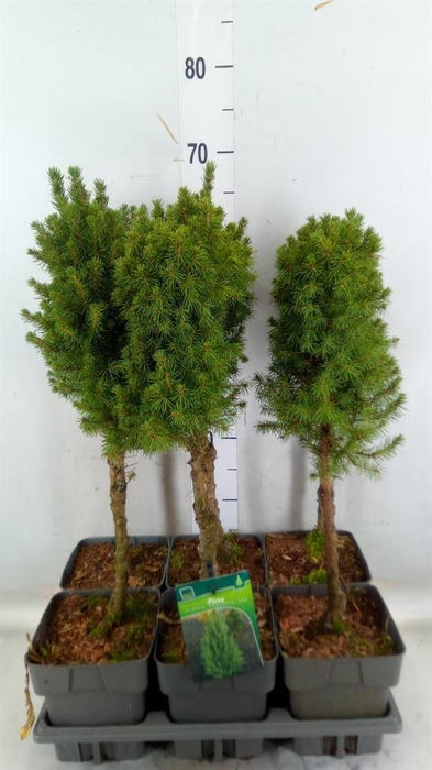 <h4>Picea glauca 'Perfecta'</h4>