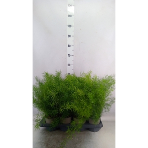 Asparagus dens. 'Sprengeri'