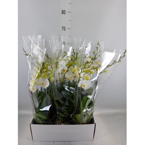 Phalaenopsis   ...white
