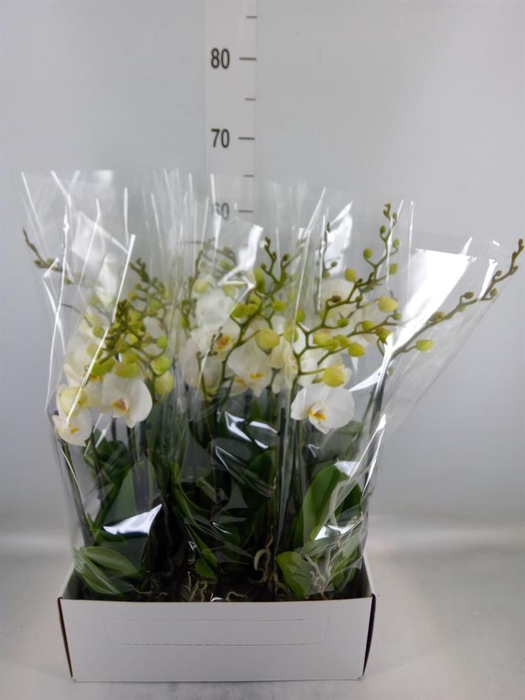 <h4>Phalaenopsis   ...white</h4>