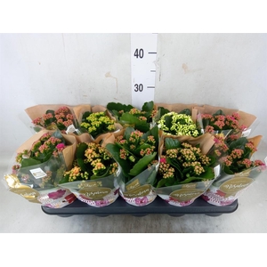 Kalanchoe blos. 'Rosalina'  ..mix 6