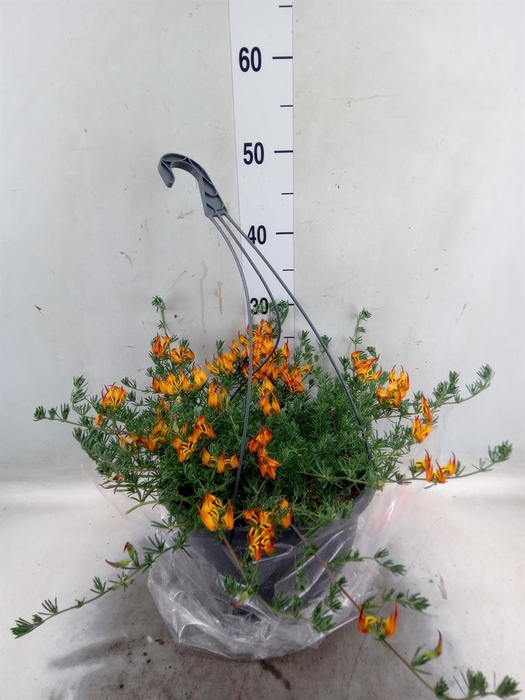 <h4>Lotus corniculatus</h4>