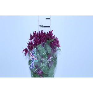 CELOSIA CELOSIA CELWAY PURPLE 070 CM