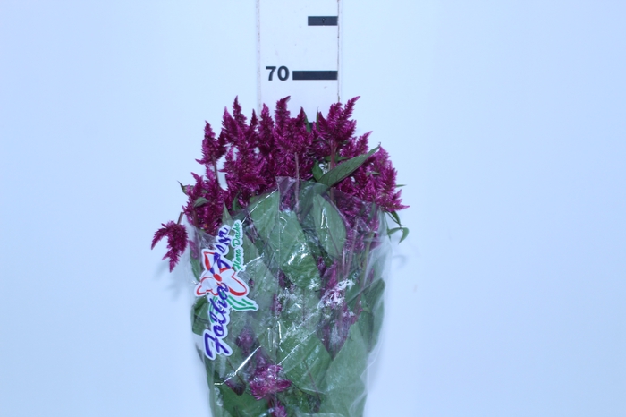 CELOSIA CELOSIA CELWAY PURPLE 070 CM