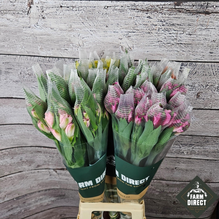 <h4>ALSTRO PROMO MIX 70GR</h4>