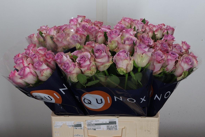 <h4>R Gr Nova Zembla+</h4>