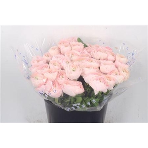 Ran.. Su Favola Extra