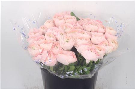 <h4>Ran.. Su Favola Extra</h4>