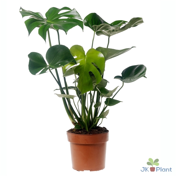 <h4>Monstera deliciosa</h4>