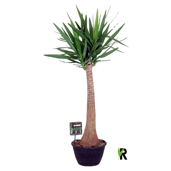 <h4>Yucca elephantipes rechte stam</h4>