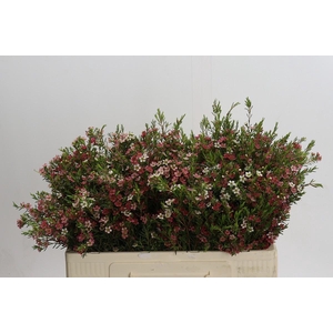 Chamelaucium My Sweet 16