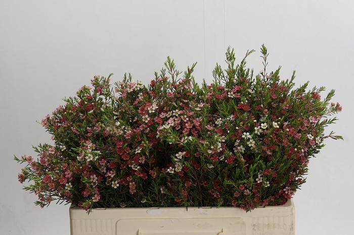 <h4>Chamelaucium My Sweet 16</h4>